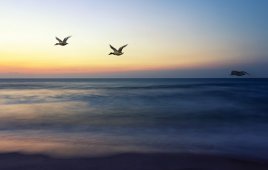 Offshore wind birds fly